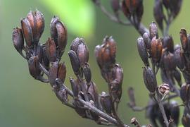   Fruits:   Syringa vulgaris ; Photo by K. Schneider, commons.wikimedia.org
